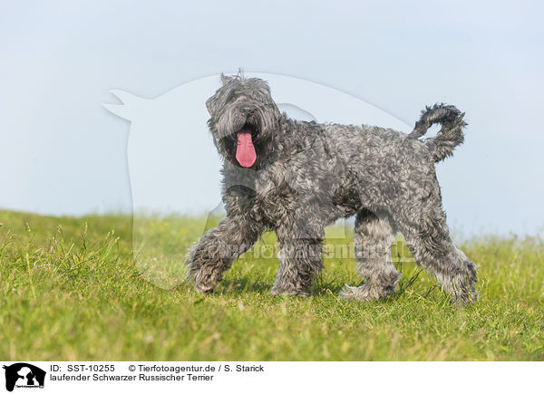 laufender Schwarzer Russischer Terrier / walking black Russian Terrier / SST-10255