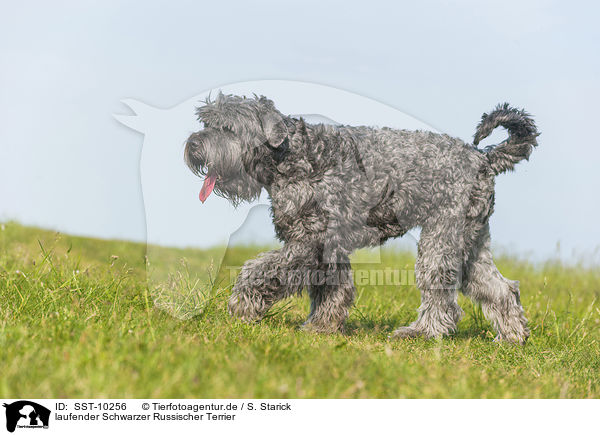 laufender Schwarzer Russischer Terrier / walking black Russian Terrier / SST-10256