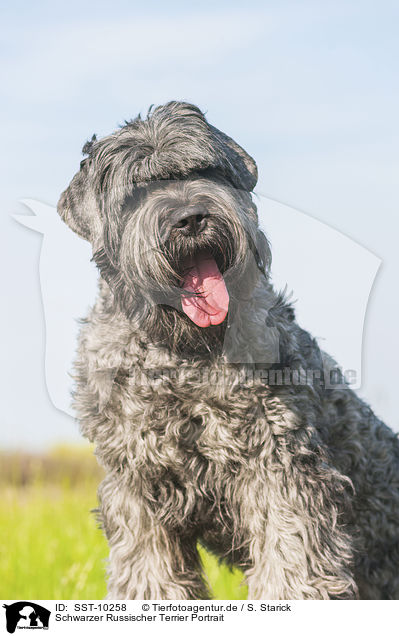 Schwarzer Russischer Terrier Portrait / SST-10258