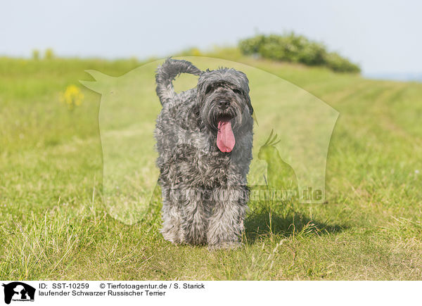 laufender Schwarzer Russischer Terrier / walking black Russian Terrier / SST-10259
