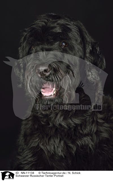 Schwarzer Russischer Terrier Portrait / NN-11138
