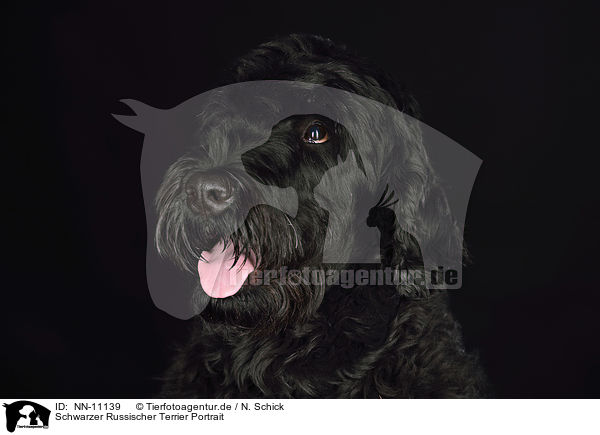 Schwarzer Russischer Terrier Portrait / NN-11139