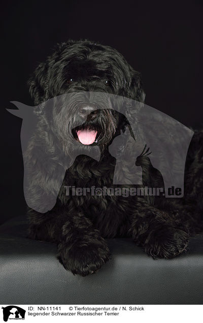 liegender Schwarzer Russischer Terrier / lying Black Russian Terrier / NN-11141