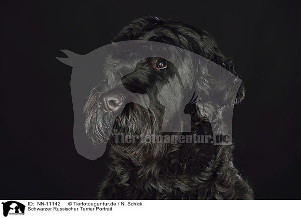 Schwarzer Russischer Terrier Portrait / NN-11142