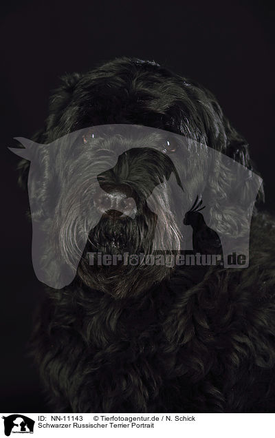 Schwarzer Russischer Terrier Portrait / NN-11143