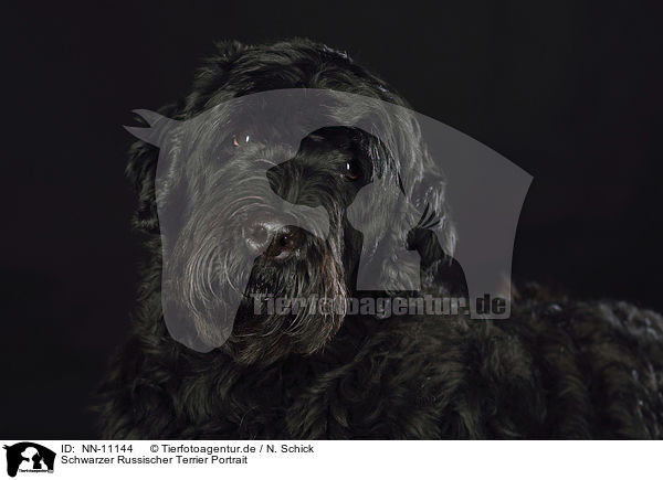 Schwarzer Russischer Terrier Portrait / NN-11144