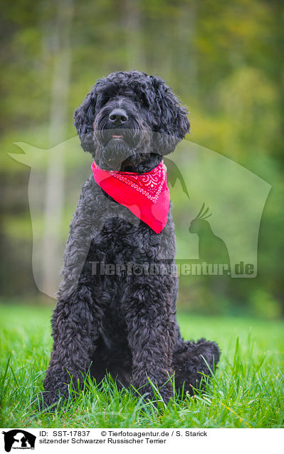sitzender Schwarzer Russischer Terrier / SST-17837
