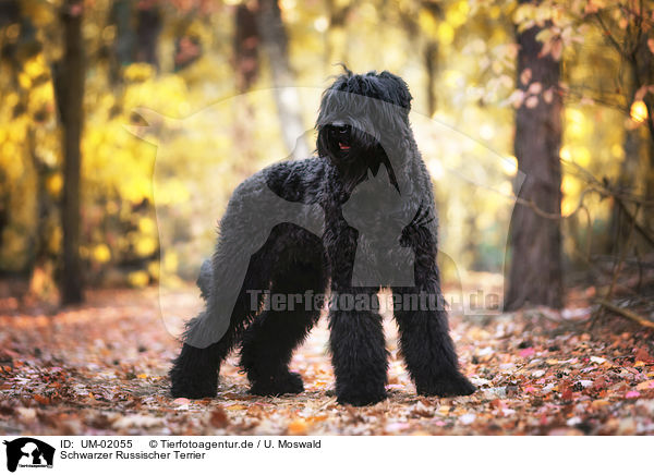 Schwarzer Russischer Terrier / Black Russian Terrier / UM-02055