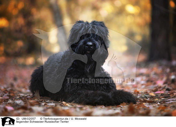 liegender Schwarzer Russischer Terrier / lying Black Russian Terrier / UM-02057