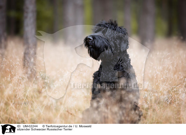 sitzender Schwarzer Russischer Terrier / sitting Black Russian Terrier / UM-02244
