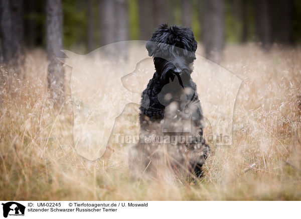 sitzender Schwarzer Russischer Terrier / UM-02245