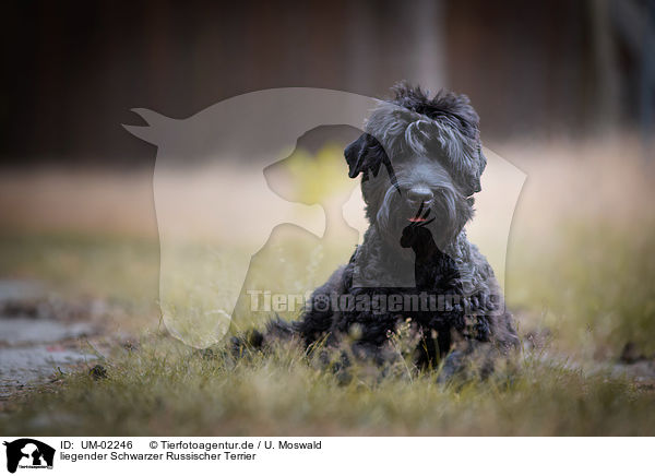 liegender Schwarzer Russischer Terrier / UM-02246