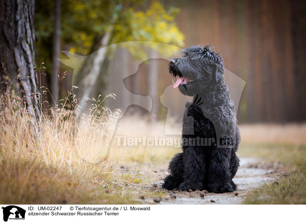 sitzender Schwarzer Russischer Terrier / sitting Black Russian Terrier / UM-02247