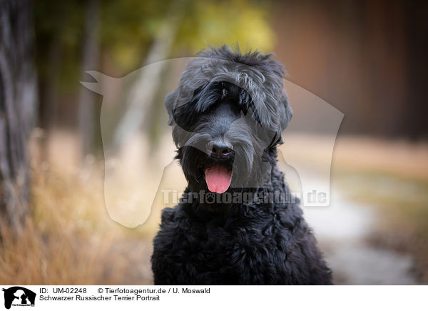 Schwarzer Russischer Terrier Portrait / UM-02248