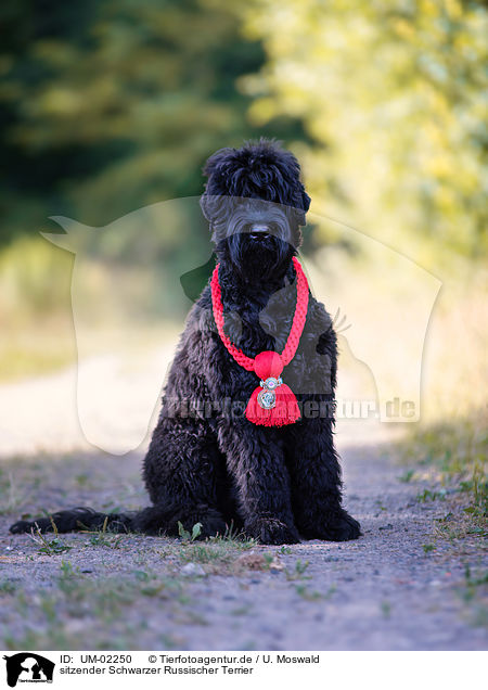 sitzender Schwarzer Russischer Terrier / sitting Black Russian Terrier / UM-02250