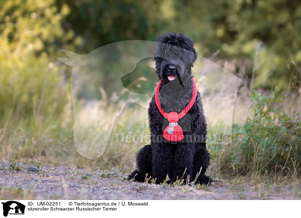 sitzender Schwarzer Russischer Terrier / UM-02251