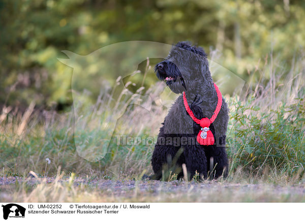 sitzender Schwarzer Russischer Terrier / UM-02252