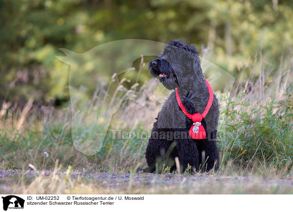 sitzender Schwarzer Russischer Terrier / sitting Black Russian Terrier / UM-02252
