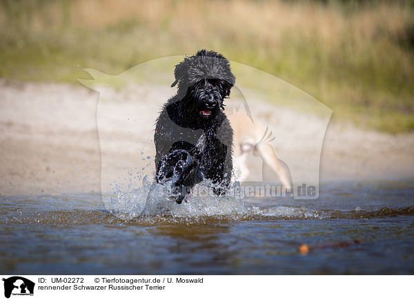 rennender Schwarzer Russischer Terrier / UM-02272