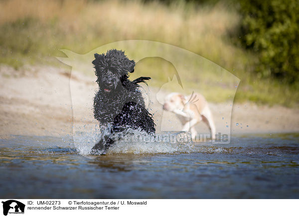 rennender Schwarzer Russischer Terrier / UM-02273