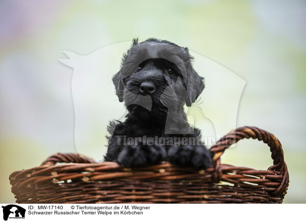 Schwarzer Russischer Terrier Welpe im Krbchen / MW-17140