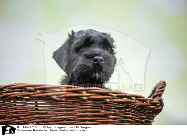 Schwarzer Russischer Terrier Welpe im Krbchen / MW-17153