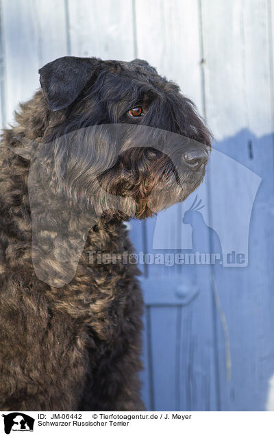 Schwarzer Russischer Terrier / Black Russian Terrier / JM-06442