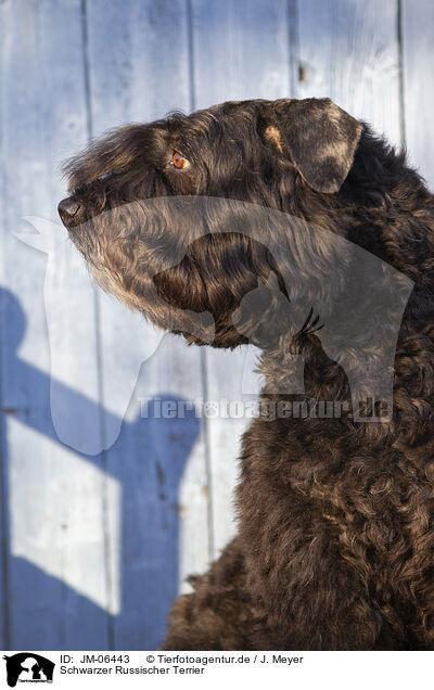 Schwarzer Russischer Terrier / JM-06443