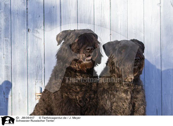 Schwarzer Russischer Terrier / Black Russian Terrier / JM-06447