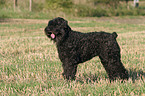 stehender Schwarzer Russischer Terrier