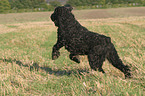 rennender Schwarzer Russischer Terrier