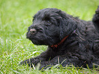 Schwarzer Russischer Terrier Welpe