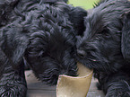 Schwarze Russische Terrier Welpen