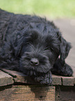 Schwarzer Russischer Terrier Welpe