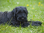 Schwarzer Russischer Terrier Welpe