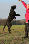 springender Schwarzer Russischer Terrier
