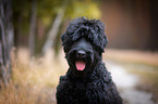 Schwarzer Russischer Terrier Portrait