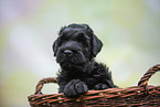 Schwarzer Russischer Terrier Welpe im Körbchen