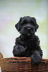 Schwarzer Russischer Terrier Welpe im Körbchen