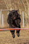 Schwarzer Russischer Terrier