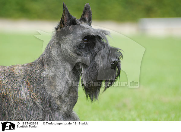 Scottish Terrier / SST-02938