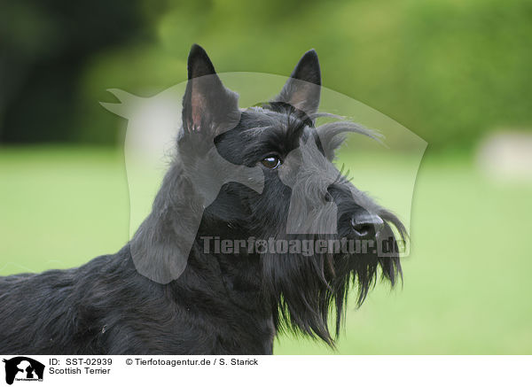 Scottish Terrier / SST-02939