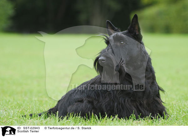 Scottish Terrier / SST-02943