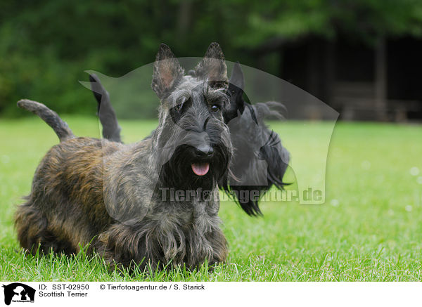 Scottish Terrier / SST-02950