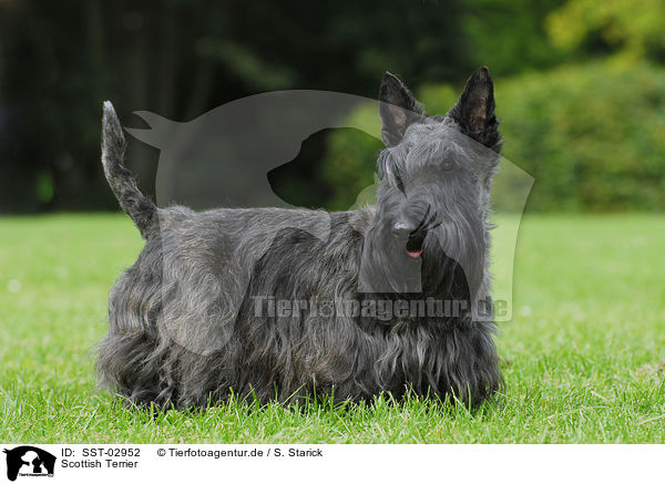 Scottish Terrier / SST-02952