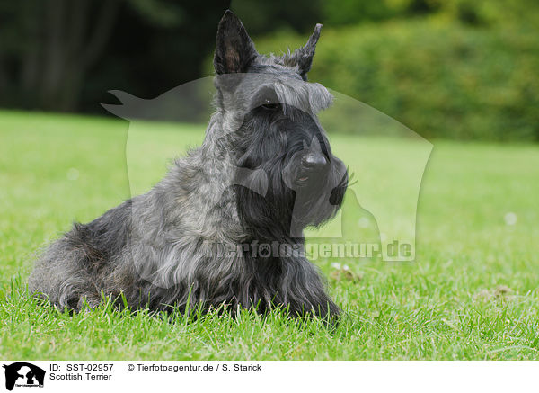 Scottish Terrier / Scottish Terrier / SST-02957
