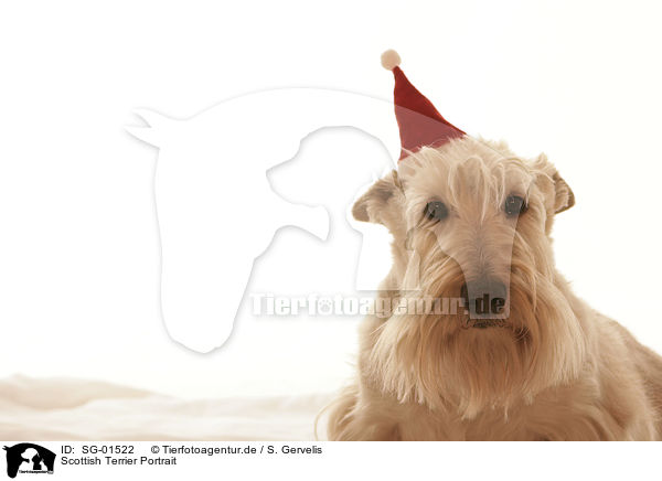 Scottish Terrier Portrait / SG-01522