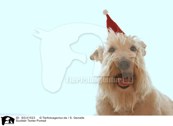Scottish Terrier Portrait / SG-01523