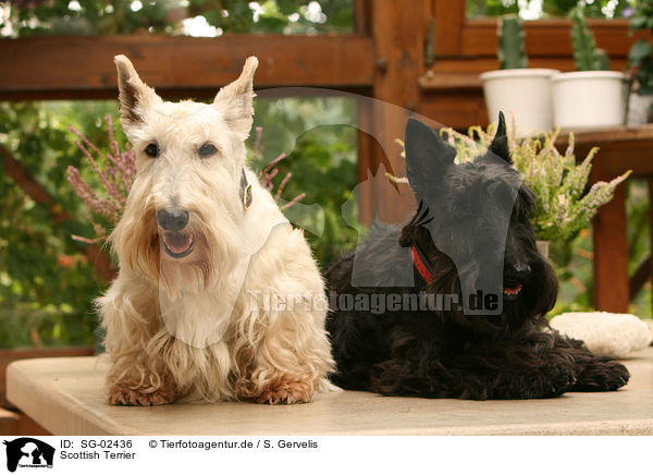 Scottish Terrier / Scottish Terrier / SG-02436