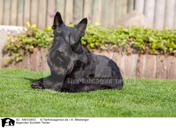 liegender Scottish Terrier / AM-03903